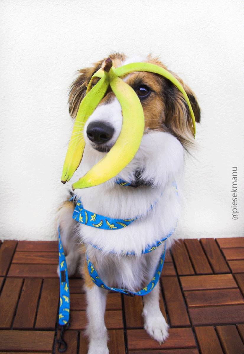 Obroża dla psa Crazy Bananas