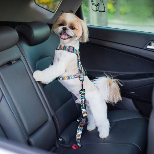 Dog seatbelts