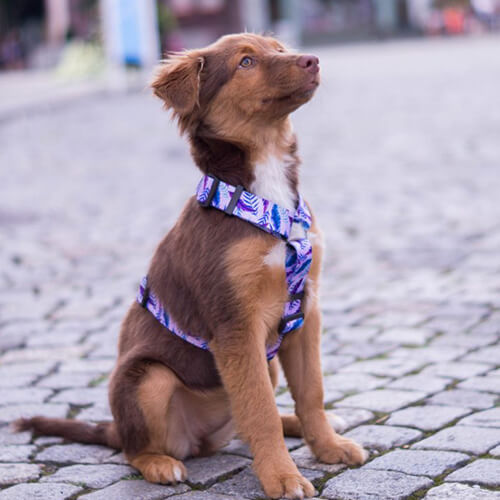 Guard dog harnesses