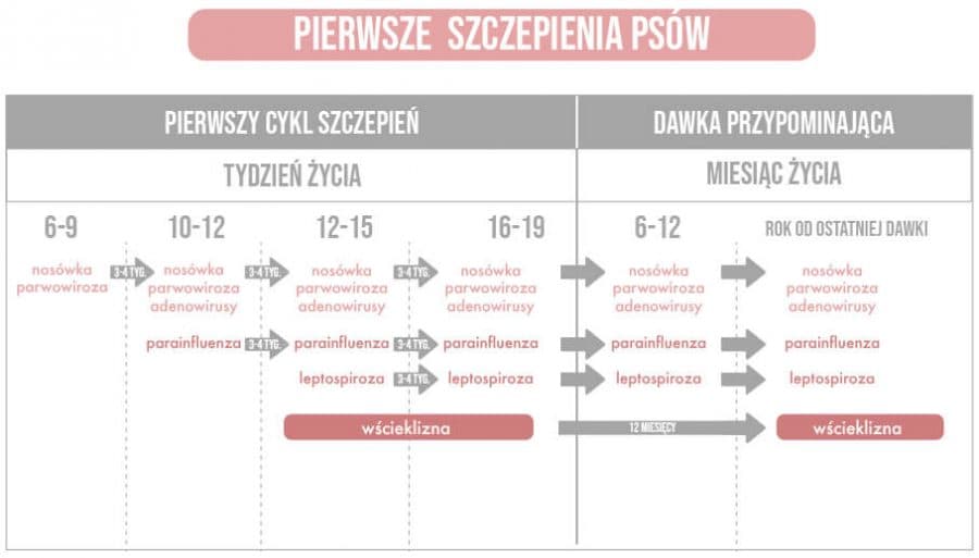 ABC Zdrowia Psa I Kota - Smycze, Obroże I Szelki Dla Psa I Kota