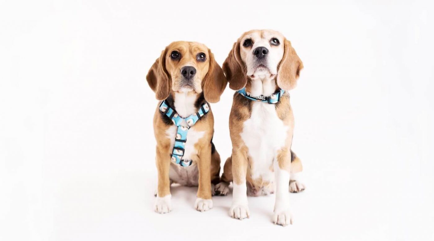 wybór pasujących szelek dla beagle`a