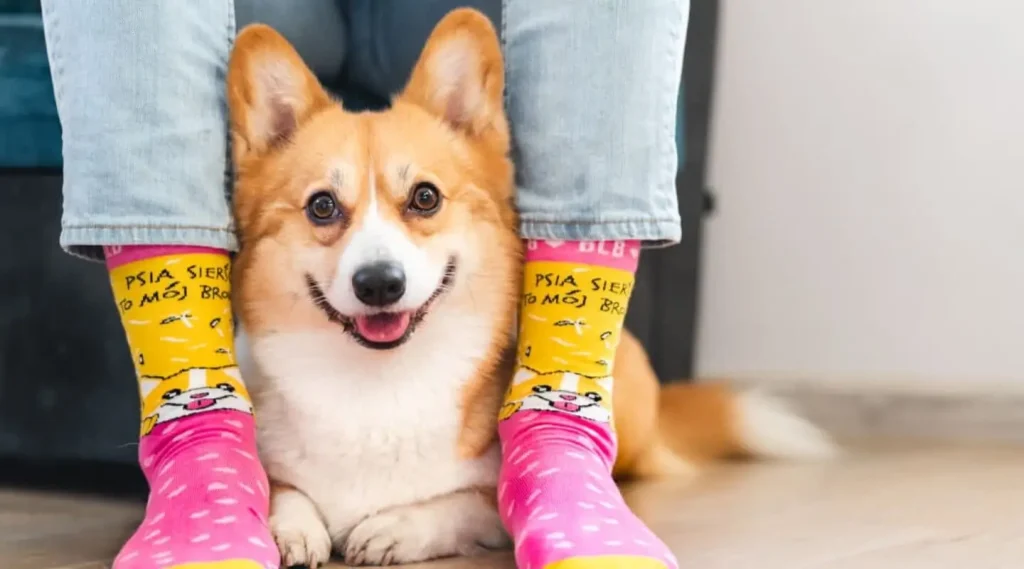 corgi - charakterystyka rasy