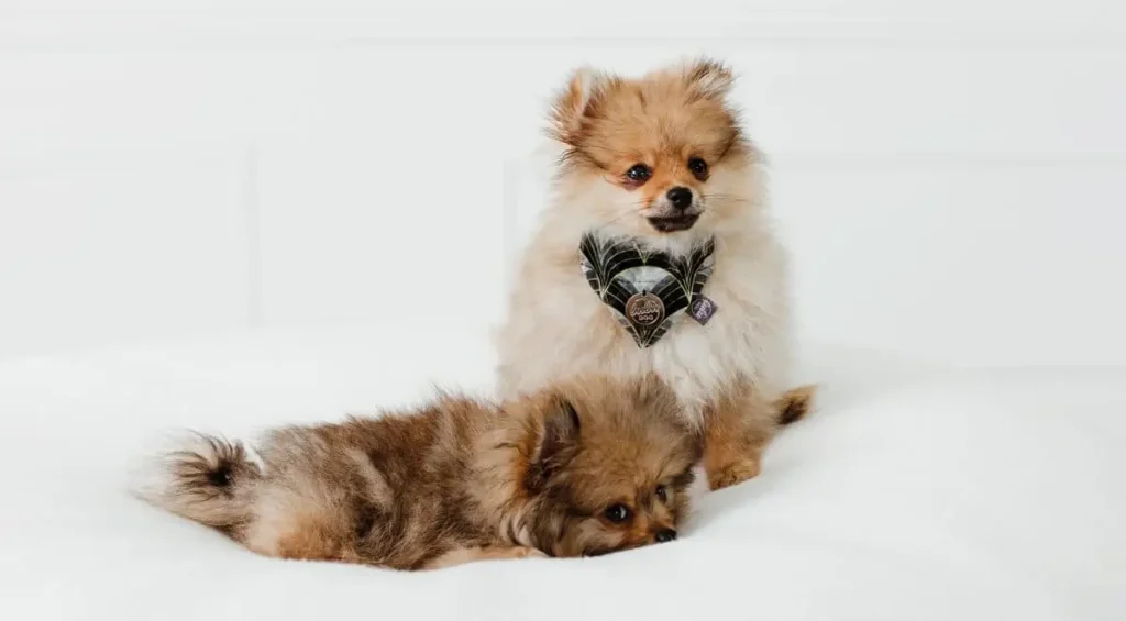 pomeranian - charakterystyka rasy