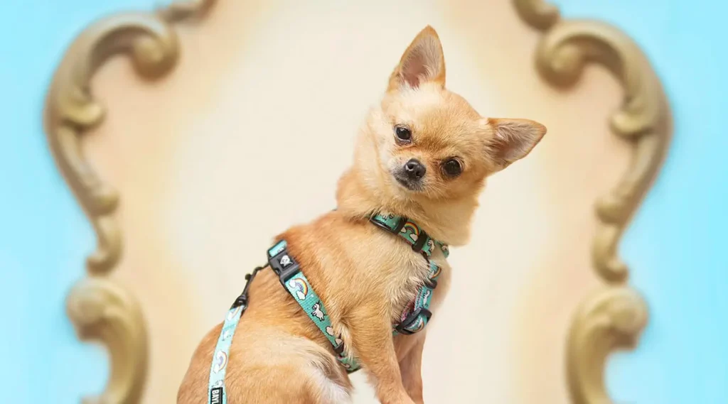 chihuachua - charakterystyka rasy