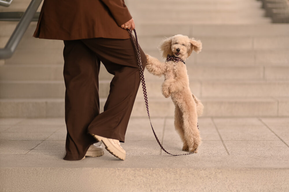 pies na smyczy na spacerze