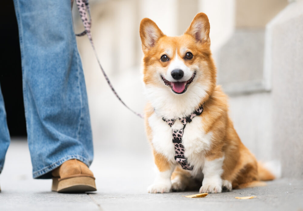 pies w szelkach na spacerze