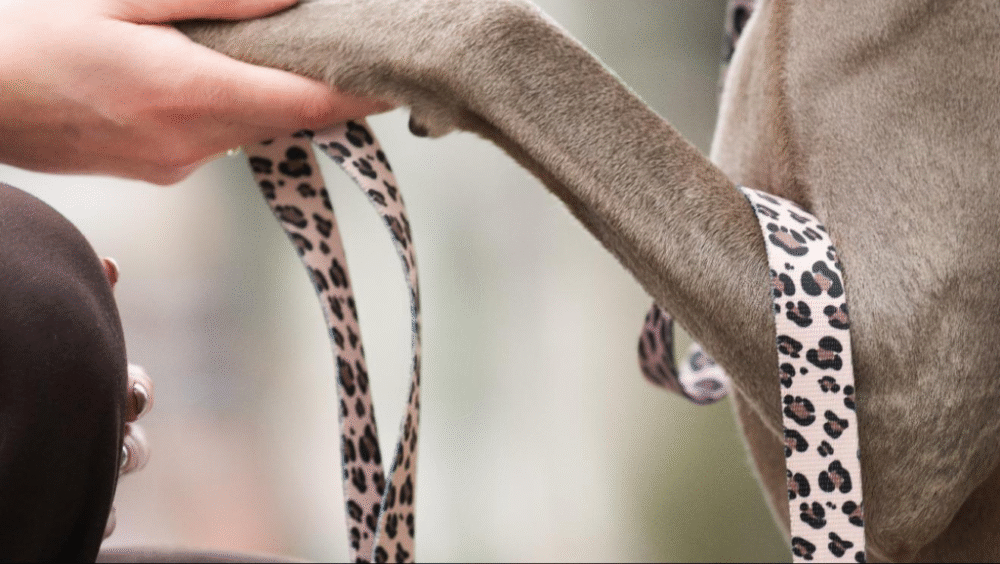 mały pies na smyczy na spacerze