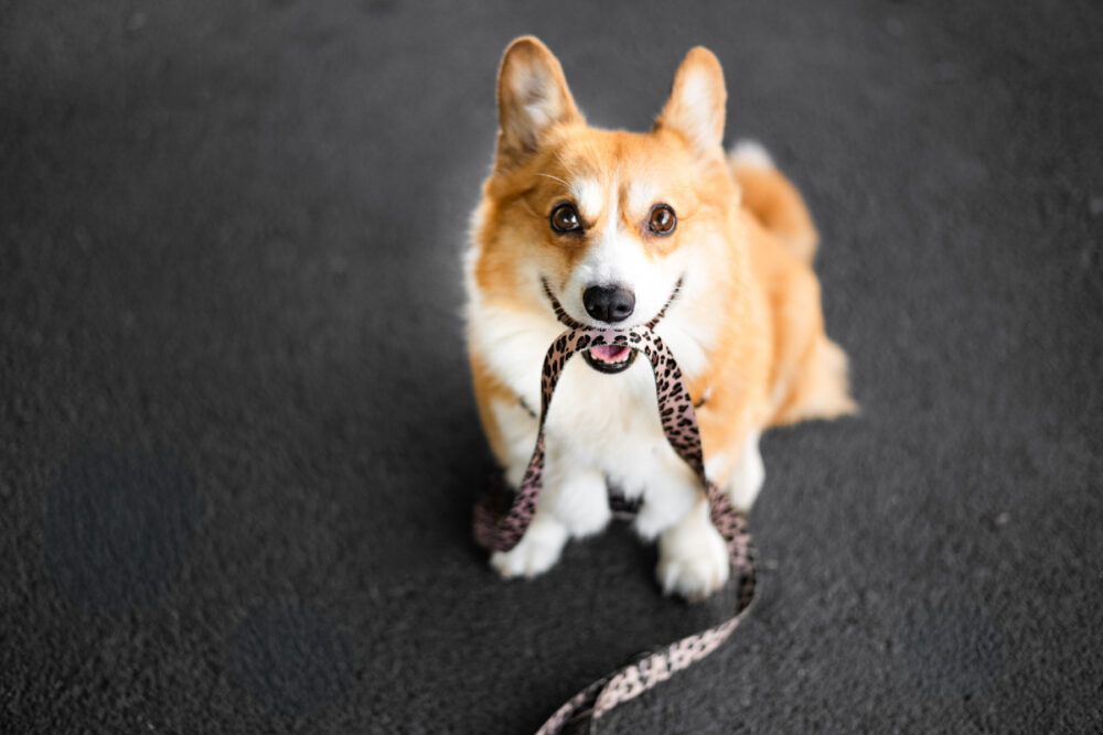 pies ze smyczą w pysku