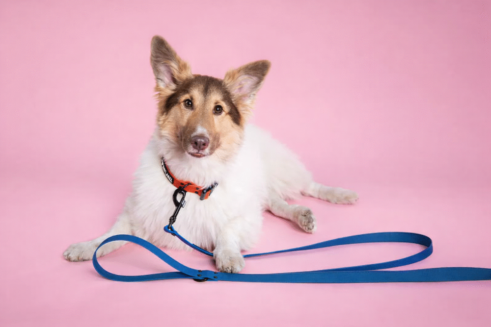 pies na różowym tle