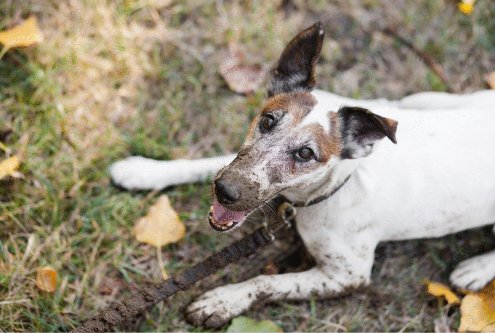 pies z brudną smyczą