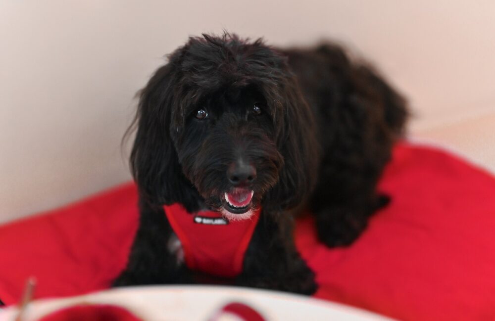 szelki dla szczeniaka