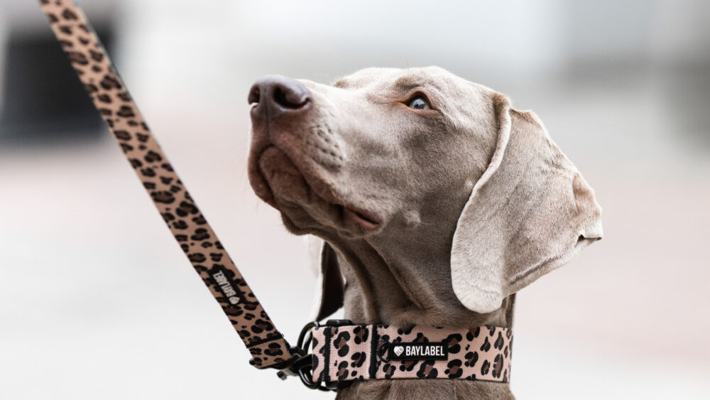 pies z obrożą na szyi