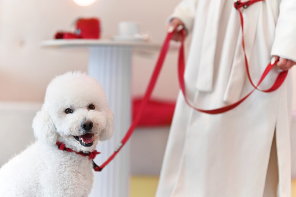 kobieta trzyma psa na smyczy