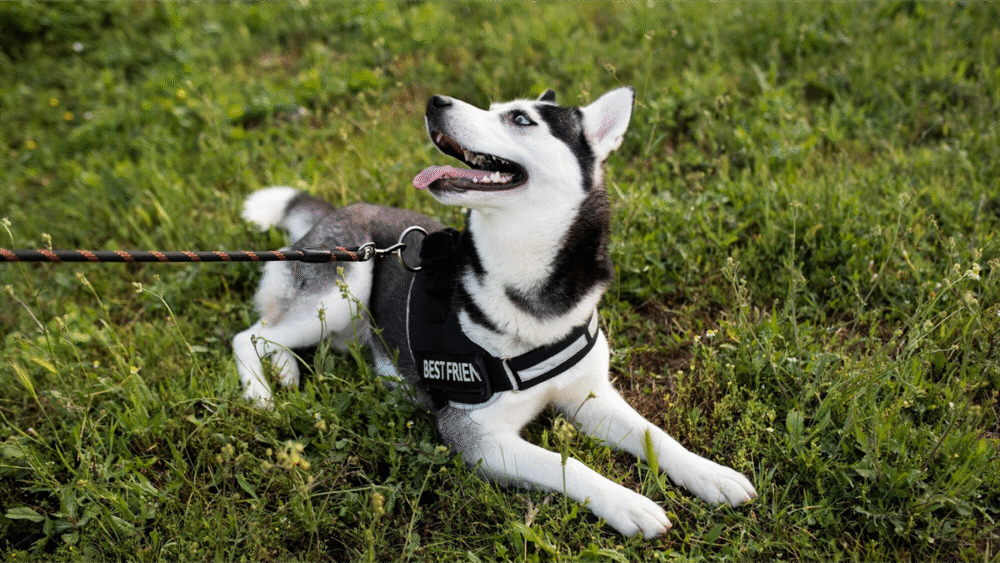 szelki dla szczeniaka