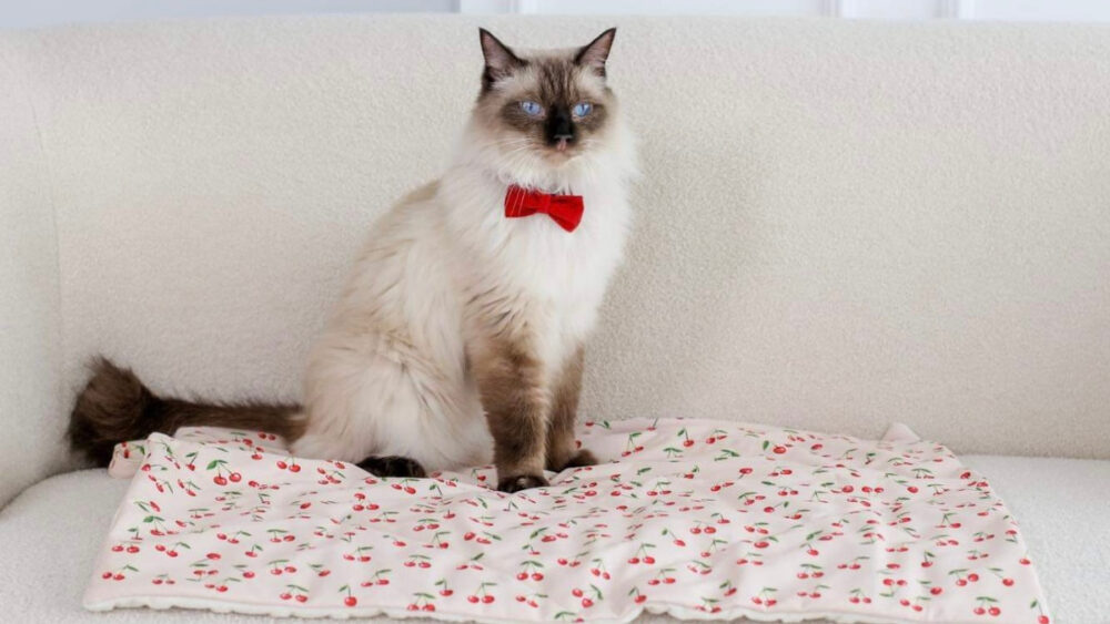 kot z czerwoną kokardą