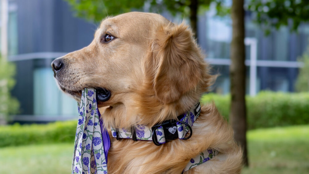 pies trzymający smycz w pysku