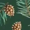 Pine Forest