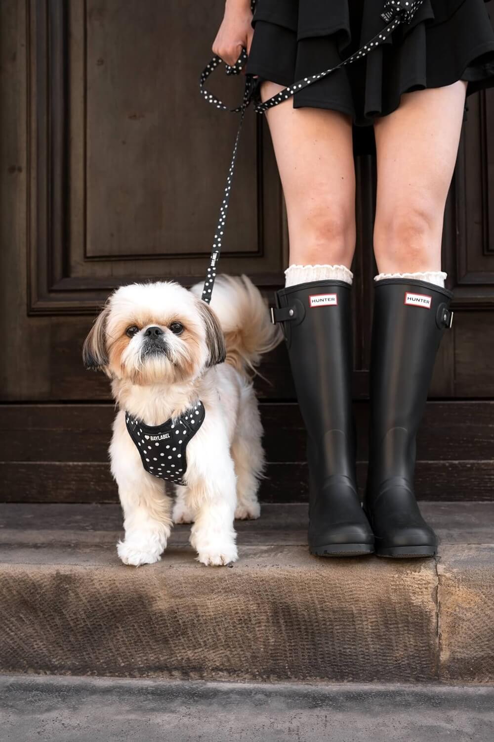 Pies rasy shih tzu w czarnych szelkach w białe kropki stojący na schodach obok właścicielki.