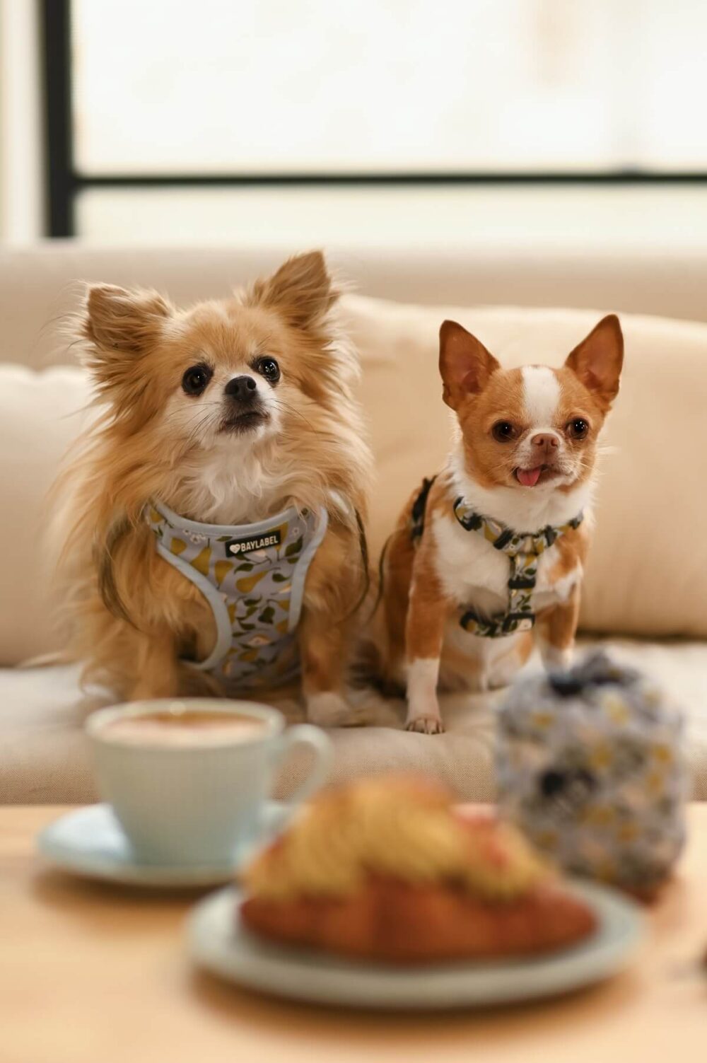 Dwa małe psy rasy chihuahua w kolorowych szelkach siedzące na jasnej kanapie przy stoliku.
