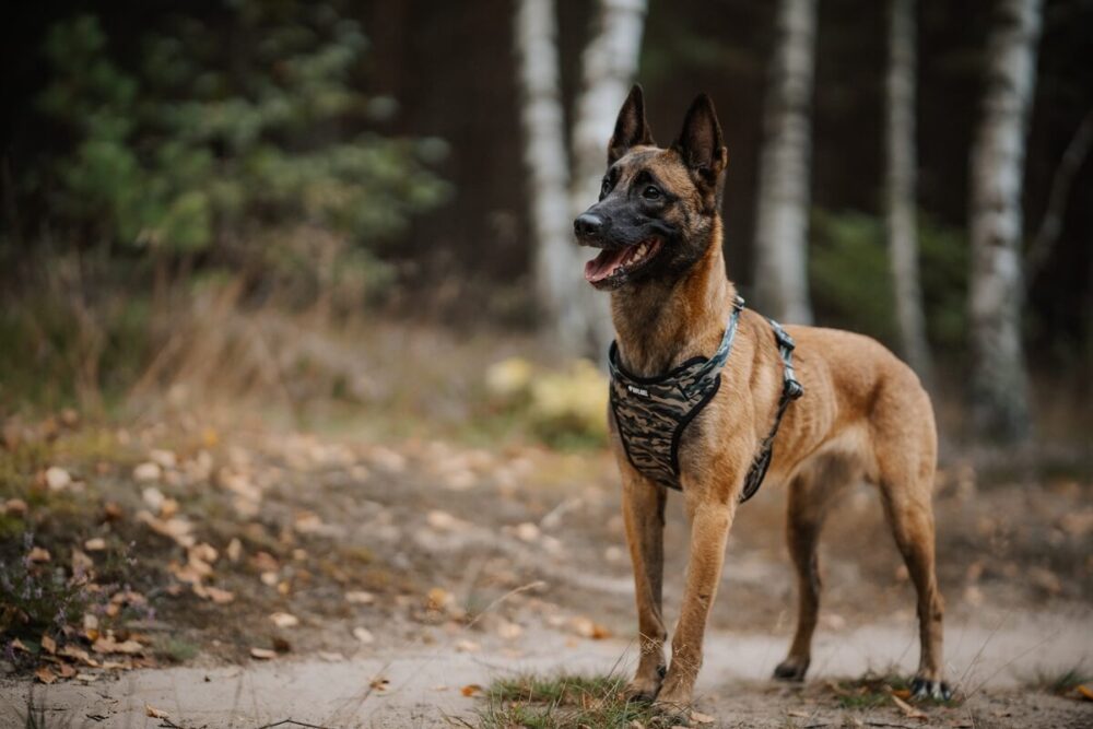 Pies rasy owczarek belgijski Malinois w szelkach moro na leśnej ścieżce.