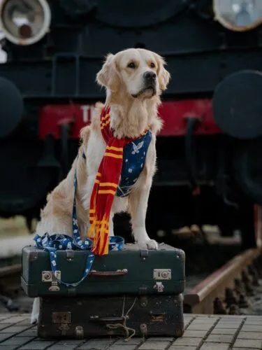 Czarodzieje i czarodziejki, jesteście gotowi na magiczne spacery? 🪄@raven_goldenretriever już ćwiczy pierwsze zaklęcia w zestawie z nowej kolekcji Marked by Magic✨Magiczne kadry wyczarowała @elektrycznamilosc 🔮