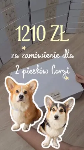 Pakujemy paczkę dla grzecznych piesków 🐕Zobacz, co znalazło się w tym jesiennym zamówieniu 🤎Szelki dla Corgi, pieski, dla psa, szelki guard, spacer z psem, najlepsze szelki dla psa #corgi #szelkidlacorgi #pieski