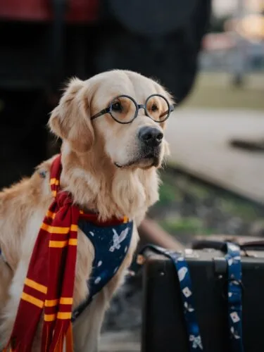 Przepraszam, czy stroje na Halloween już gotowe? 👻• szelki • dla psa • akcesoria spacerowe • smycz dla psa #szelkidlapsa #halloween #harrypotter #goldenretriever