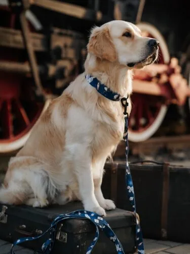 ❗️Przypominajka: z kodem KUNDELEK 15% zniżki na nieprzecenione szelki, smycze, obroże i wiele innych akcesoriów spacerowych dla psów i kotów 🥰Nie czekaj❣️Promocja trwa tylko do 28 października🤍
#szelki #szelkidlapsa #obroża #smycz #piesek #goldenretriever