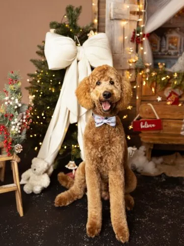 Coraz bliżej 6 grudnia 🎅🏻 Czy św. Mikołaj ma już prezenty dla grzecznych piesków? 🐕 • akcesoria dla psa • pieski • pies #dlapsa #prezent #pieski