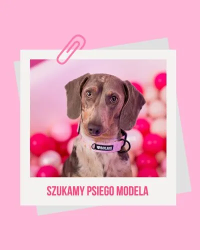 📣 ATTENZIONE!Robisz estetyczne zdjęcia, a Twój pies to prawdziwa gwiazda? Zgłoś się!Wybrany model dostanie od nas:
Zestaw spacerowy 🐕 szelki lub obrożę i smycz oraz dodatek niespodziankę 🎁Czego oczekujemy:
📸 kilku estetycznych zdjęć i filmiku w otrzymanym zestawie
🤍 chęci do korzystania z naszych akcesoriówJak się zgłosić?
👉🏻 wpisz w komentarzu pod tym postem „zgłaszam psiego modela/modelkę” i oznacz 2 swoich psich kumpli, którzy też lubią pozować
👉🏻 udostępnij ten post na swojej relacji
👉🏻 nie zapomnij nas zaobserwowaćZgłoszenia przyjmujemy do 12.09 do końca dnia 🤍Skontaktujemy się z wybranym kontem w wiadomości prywatnej 💌#psimodel #casting #akcesoriadlapsa #psiamodelka #baylabel