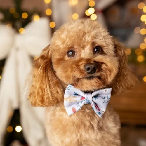 Prezenty świąteczne gotowe? 🎁Jeśli nie, dziś ostatni dzień na zakupy z gwarancją dostawy przed Świętami 🎄Ps. Darmowa dostawa dla zamówień od 129 zł❣️piesek | pudel | prezent dla psa | szelki #akcesoriadlapsa #prezentdlapsa #pieski