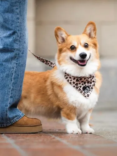 • Leo Noir • Kto już ma swój panterkowy zestaw? 🤍 • szelki dla psa • pieski • corgi • panterka #dlapsa #corgi #szelkidlapsa