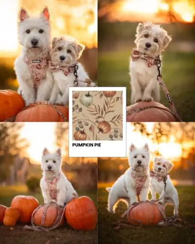 Sezon na dynie 🎃Propozycja na dziś:
Pumpkin spice latte dla Ciebie + Pumpkin Pie dla pieska 🐕🤎#nowakolekcja #szelkidlapsa #piesek #pies