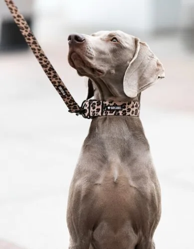 Drapieżna, ale elegancka.
Modna, ale ponadczasowa.Poznajcie nową kolekcję Leo Noir 🐆Panterka, która wyróżni Twojego psa i kota  na każdym spacerze ✨Szelki dla psa panterka • obroża panterka • akcesoria dla psa#panterka #pies #dlapsa #spacerzpsem #obroza #baylabel