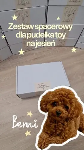 Najwygodniejsze szelki w najmodniejszym wzorze Vienna Vichy 🙌🏻Wygodne szelki dla psa, szelki dla pudelka, pudelek toy #szelkidlapsa #szelki #pudelek #kochampsy #piesek