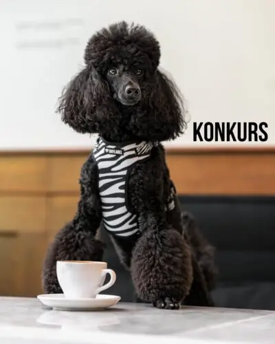 Zakończony!
KONKURS! „Mój pies to urodzony model”Czy Twój pies czuje się przed obiektywem jak prawdziwa gwiazda? Teraz ma szansę to udowodnić! ✨Nagroda:
szelki guard + smycz miejska 150 cm w wybranym przez zwycięzcę wzorze!WYGRYWAJĄ DWIE OSOBY!Jak wziąć udział?
📸 Dodaj w komentarzu zdjęcie swojego psa, na którym pozuje jak prawdziwy model,
🤝🏻Oznacz konta 3 psich znajomych,
✔️Udostępnij ten post na swoim Stories na 24hWygrywają 2 osoby:
🩷 Jednego zwycięzcę wybierze nasze jury – nagrodzimy zdjęcie, które najbardziej nas zachwyci.
🩷 Drugim zwycięzcą zostanie autor zdjęcia z największą liczbą polubień na zakończenie konkursu (15.07 23:59)⏰ Konkurs trwa do 15.07 do godz. 23:59.Nie możemy się doczekać Waszych psich supermodeli! Powodzenia!Konkurs ten organizowany jest przez Baylabel i trwa od 15.07.2026 r. do godz. 23:59. Nagroda dla zwycięzcy ma wartość ok 200 zł i nie podlega wymianie na gotówkę ani inny towar.
Wszelkie dane osobowe przekazane w związku z tym
rozdaniem będą wykorzystywane wyłącznie w celu identyfikacji i kontaktu ze zwycięzcami.Pracownicy firmy i członkowie ich rodzin nie mogą brać udziału w rozdaniu.
Rozdanie nie jest w żaden sposób sponsorowane czy
administrowane przez Instagram lub z nim powiązane.Instagram nie sponsoruje, nie wspiera ani nie organizuje tego konkursu oraz nie ponosi za niego odpowiedzialności#konkurs #rozdanie #piesek #pies szelkidlapsa