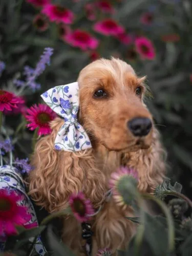 Wakacje z psem czy osobno? 🤔Dajcie znać czy organizujecie wyjazdy z 🐶 czy może organizujecie mu opiekę na czas Waszej nieobecności 🤍• akcesoria dla psa • piesek • spaniel • pies • muszka dla psa • szelki dla psa • obroża
#piesek #spaniel #kochampieski #psiamama