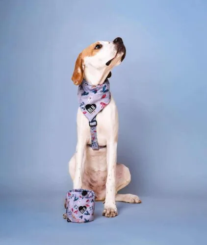 Wszystkie prezenty dla piesków i kotków już kupione? My nie możemy się doczekać otwierania świątecznych paczuszek 🥹 oczywiście przez nasze zwierzaki 😂🤍Wysyłamy dziś wszystkie paczki z 17 grudnia - zgodnie z obietnicą będą u Was na Święta 🥰piesek | pies | prezent dla psa#christmas #pies #piesek #szelkidlapsa