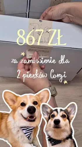 Pakujemy paczkę dla grzecznych Corgi 🐶Zobacz, co znalazło się w tym zamówieniu 🤍Szelki dla Corgi, pieski, dla psa, szelki guard, spacer z psem, najlepsze szelki dla psa #corgi #szelkidlacorgi #pieski