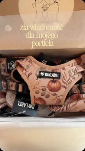 Jest taki piękny! 🤎Szelest liści, ciepła kawa i długi spacer z ukochanym psem. Pumpkin Pie to must have każdej p(jesieniary)🍂Spacer z psem, szelki dla psa, pies, piesek, kocham psy, jesieniara #szelkidlapsa #jesien #pies #piesek #spacerzpsem