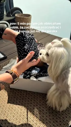 *od jutra 😂
Kropeczkom ciężko się oprzeć 😭
@tolachmurka
Szelki dla maltańczyka • szelki dla psa • guardy • szelki e kropki • piesek • pies #zakupydlapsa #szelkidlapsa #matlańczyk #pies