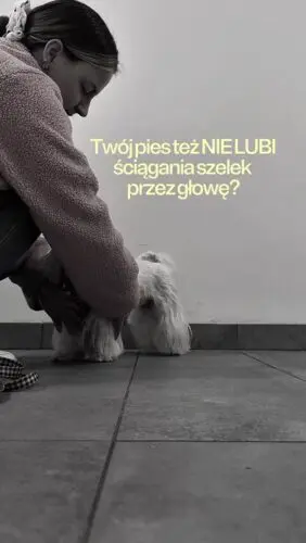 Totalny game changer!Zwłaszcza dla psów z długimi uszami 🙌🏻 Zamiast nieprzyjemnego ściągnania - rozpięcie dwóch klamerek i gotowe ✔️Twój pies też nie lubi ściągania szelek?Szelki z 4 klamrami, szelki zapinane w szyi, szelki dla psa #pies #piesek #szelkidlapsa