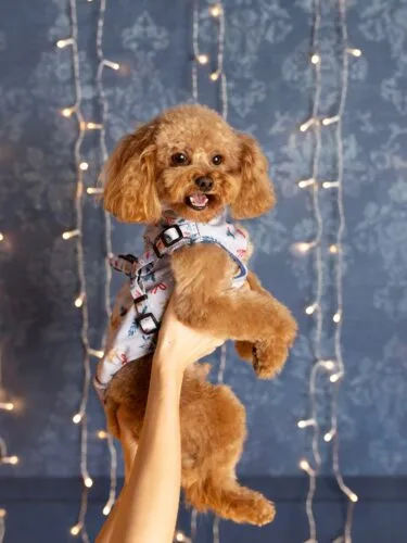 🤍 NOWA ZIMOWA KURTECZKA ❄️Białe misie, słodkie pierniczki i czerwone kokardki na błękitnym tle, czy istnieje lepszy wzór na długie śnieżne spacery? ☃️Dlaczego nasza kurteczka to najlepszy wybór?✔️ softshell chroni przed wiatrem i śniegiem ✔️ miękki polar zapewnia ciepło ✔️ rzepy gwarantują łatwe zakładanie i ściąganie kurtki bez zbędnego dyskomfortu ✔️ szyte ręcznie z dbałością o każdy detalCzy Twój pies ma już zimowe ubranko?