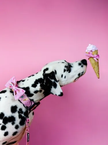 NOWA KOLEKCJA 🩷Jak Wam mija długi weekend?Najsłodsze zestawy spacerowe dla psów i kotów 👉🏻 Baylabel.pl📸@poppy_the_dalma• akcesoria dla psa • obroża • muszka • dla psa l spacer z psem
#dalmatyńczyk #piesek #akcesoriadlapsa #pieski