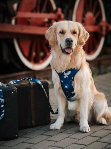🦉Kto już ma swój magiczny zestaw spacerowy? ✨📸 @elektrycznamiloscwygodne szelki • szelki bezuciskowe • szelki dla psa • smycz • spacer z psem
#harrypotter #pies #szelkidlapsa #golden #goldenretriever