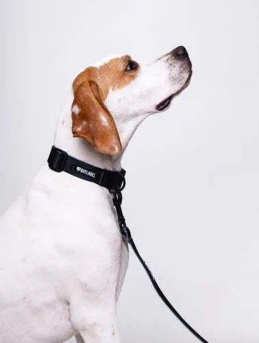 Kto już zrobił zakupy, a kto czeka na ostatnią chwilę? 🤪#blackweek #pieski #pies #akcesoriadlapsa