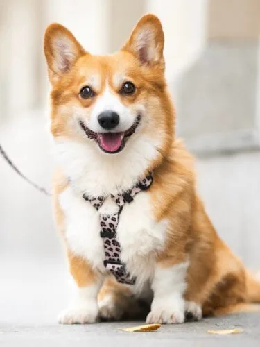 Jakie szelki wybrać dla psa? Oczywiście panterkowe guardy 🫡🐆najmodniejszy print sezonu 🤍miękkie taśmy 💪🏻tytanowe nici🪶lekkie klamry A do tego każdy produkt szyjemy ręcznie w naszej pracowni ✂️ #szelkidlapsa