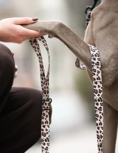 Nie ocenia. Nie stawia warunków. Po prostu jest: cierpliwy, wierny, kochający. Najlepszy przyjaciel człowieka 🤍• pies • życie z psem • pieski#pies #przyjaciel #zyciezpsem #psiamama #kochampsy